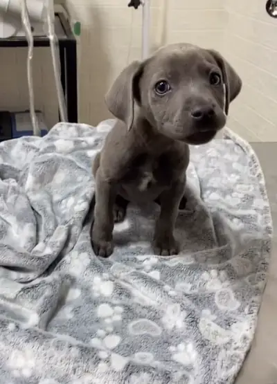 Cachorro gris sentado sobre una manta en el consultorio