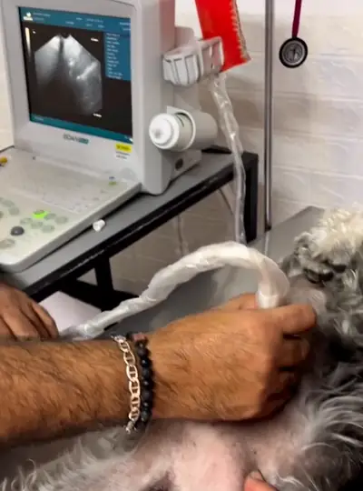 Ecografía en curso: el transductor sobre un perro y la imagen en el monitor del ecógrafo