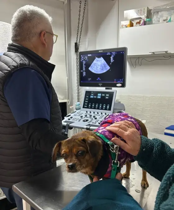 Ecografía a un perro pequeño en el consultorio, con el ecógrafo encendido