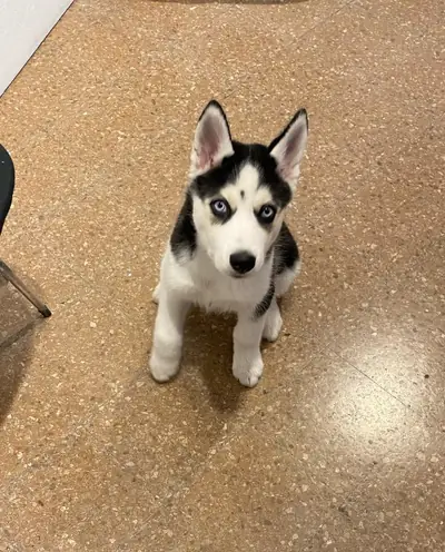 Cachorro husky sentado en el piso de la veterinaria
