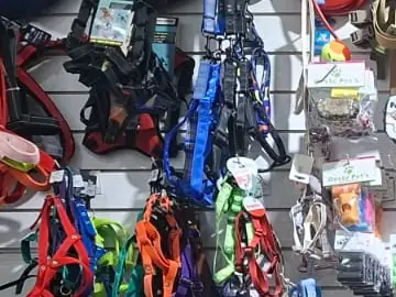 Arneses, pretales y correas colgados en la pared del pet shop